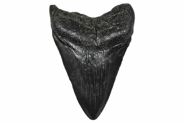 Juvenile Megalodon Tooth - South Carolina #368685